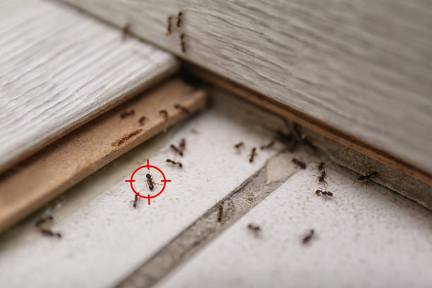 Best Emergency Pest Control  in Sun Prairie, WI