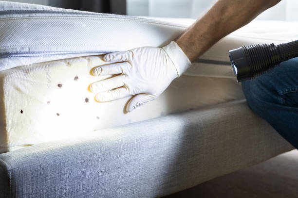 Best Insect Control  in Sun Prairie, WI
